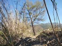 cantara Calatabiano18032012 011